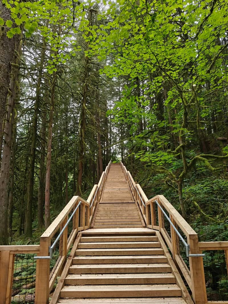 Baden Powell Trail Forest Stairs - Image 1
