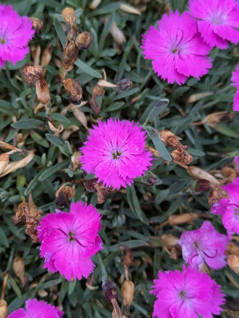 Brooksville Garden Center - Image 1