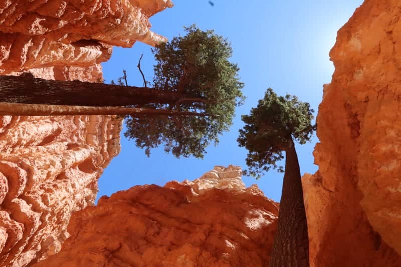 Wall Street, Navajo Loop Trail - Image 1