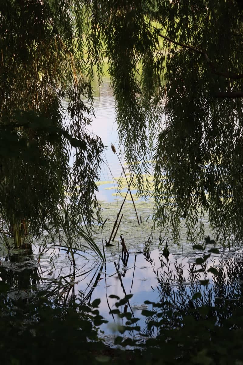 Alaska Road Willow Pond - Image 1