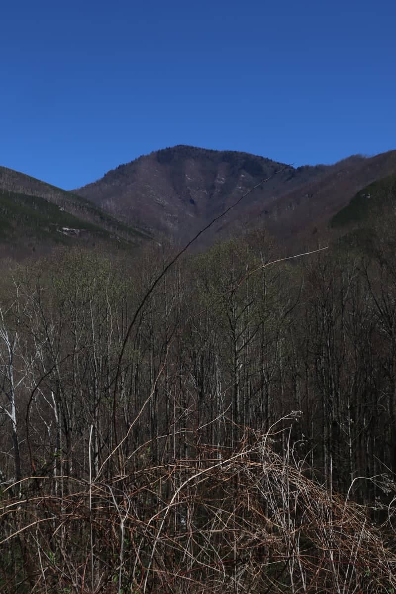 Cherokee National Forest View - Image 1