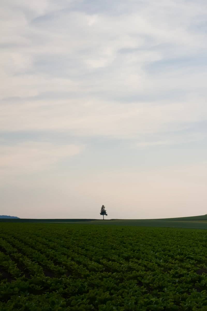 Lone Tree in Biei Hills - Image 1