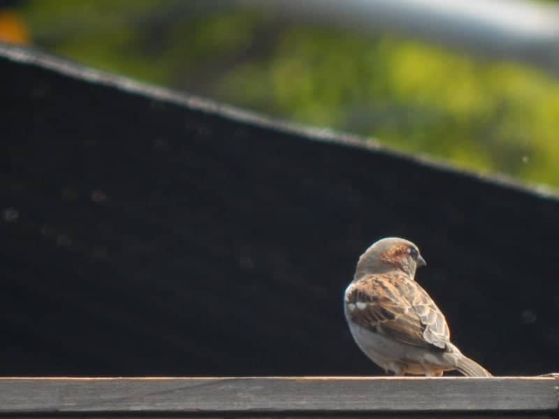 Foster Birdwatching Spot - Image 1