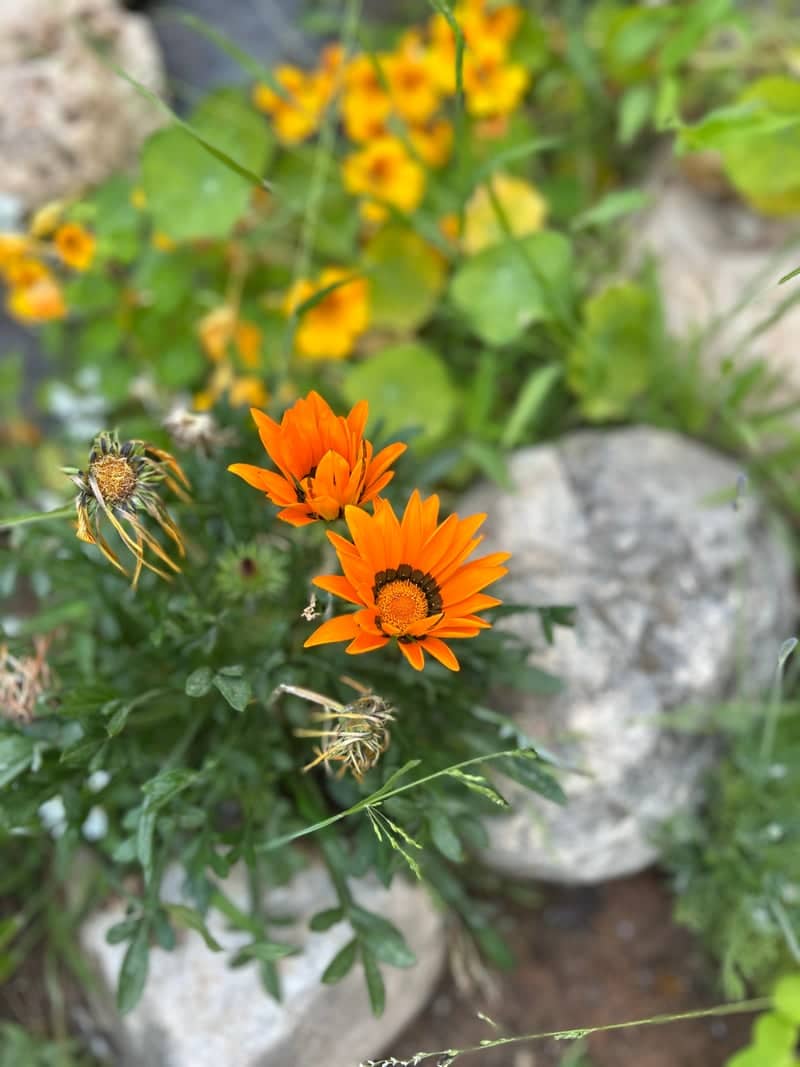 Wapoos Bay Garden - Image 1