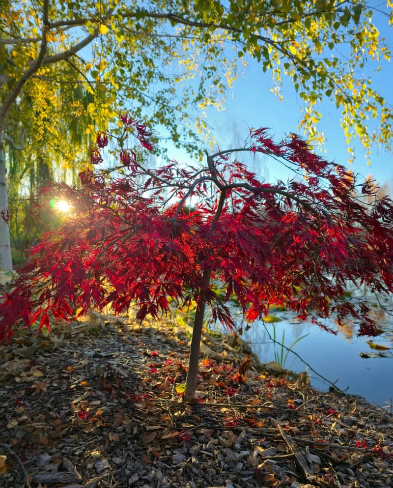 Japanese Maple Pond Garden - Image 1