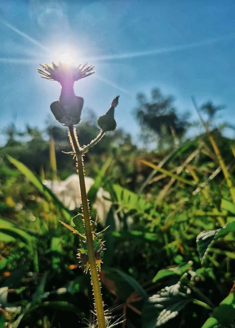 Batu Highland Wildflower Fields - Image 1
