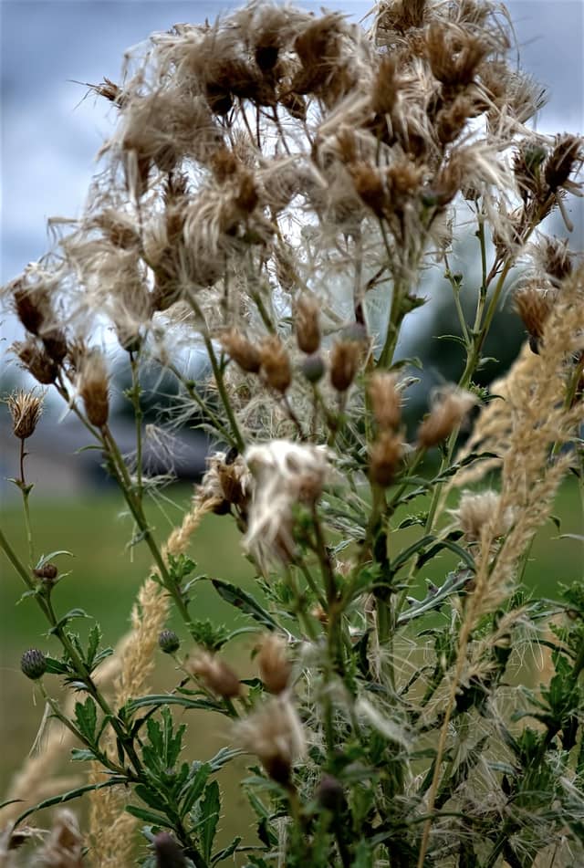 Kolbermoor Meadows - Image 1
