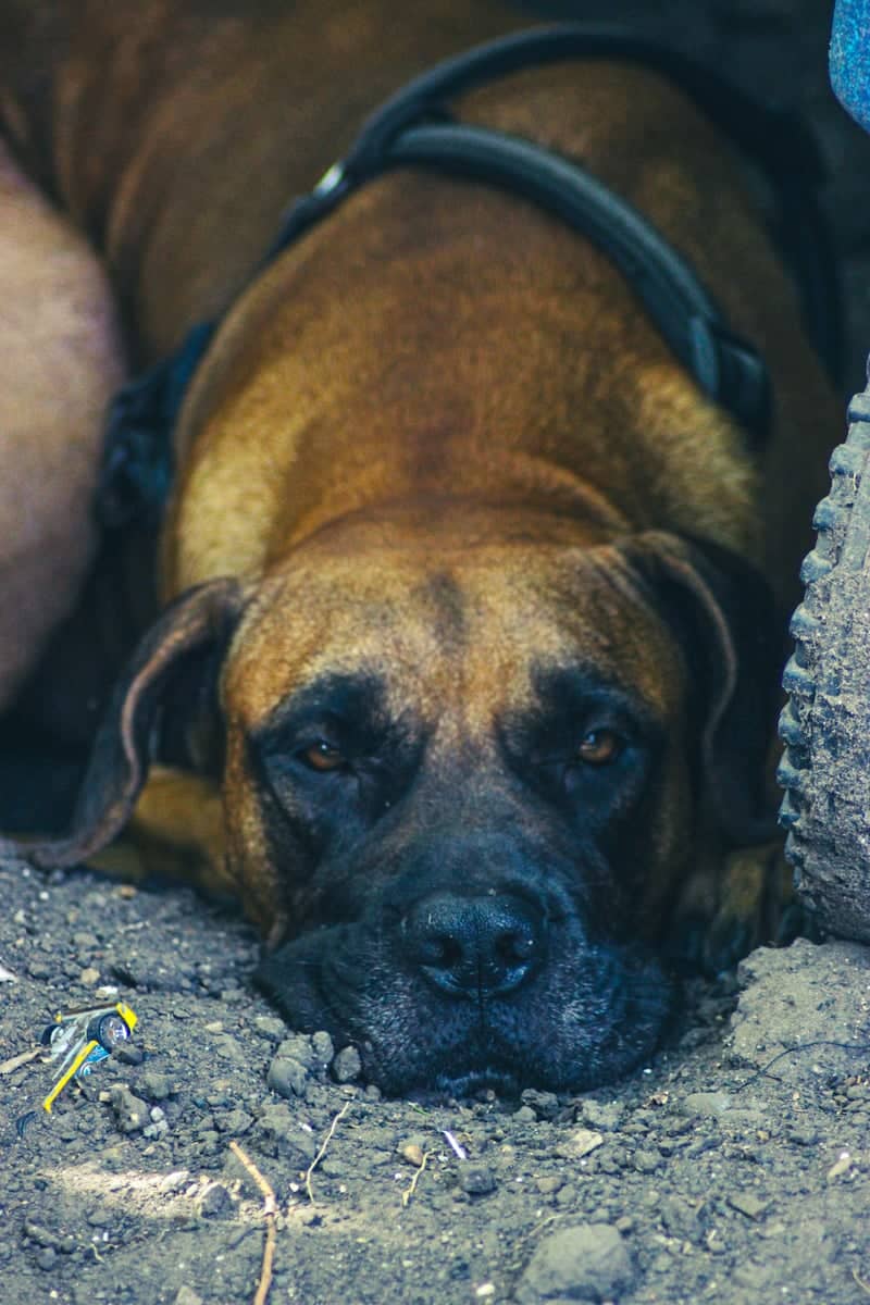 Lakeside Pet Portrait Spot - Image 1