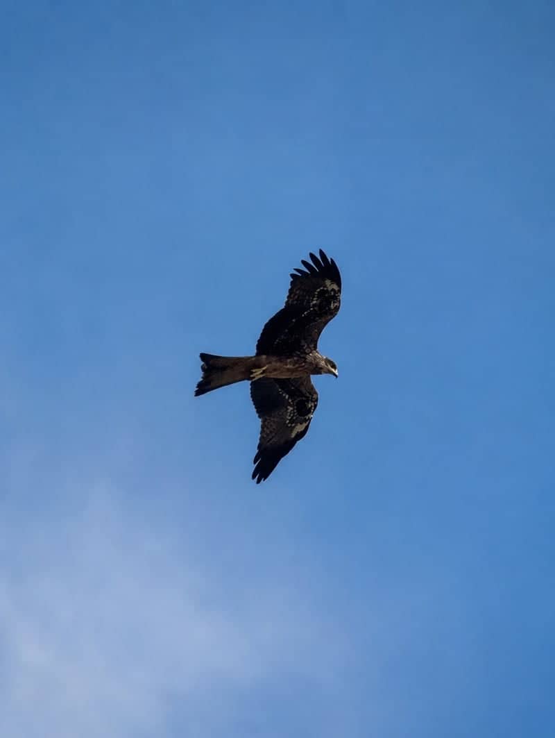 Kakinada Coastal Birding - Image 1