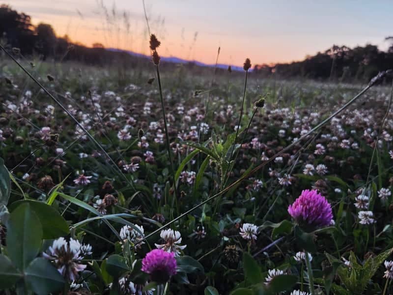 Nokesville Meadow at Sunset - Image 1