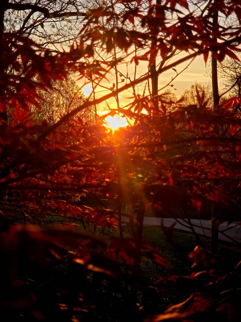 Catlett Woodland Sunset - Image 1