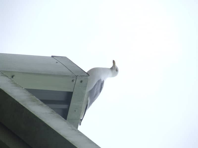 Sprowston Road Urban Wildlife - Image 1