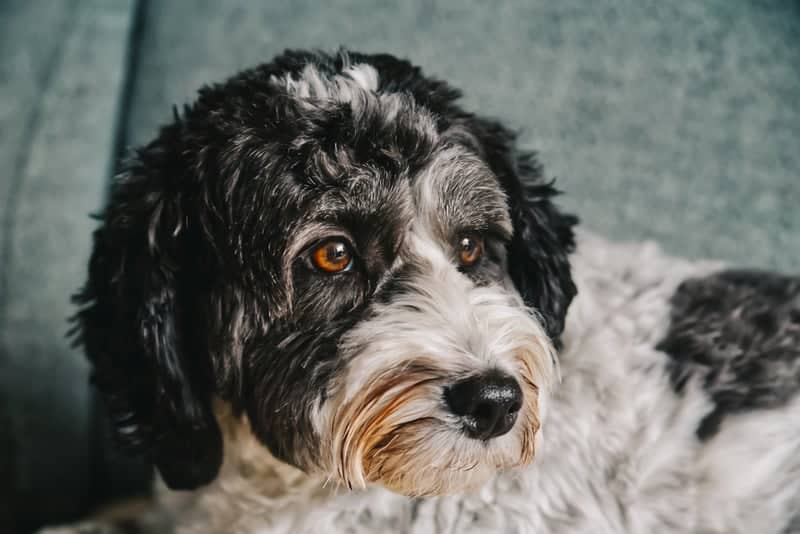 Northampton Pet Portrait - Image 1