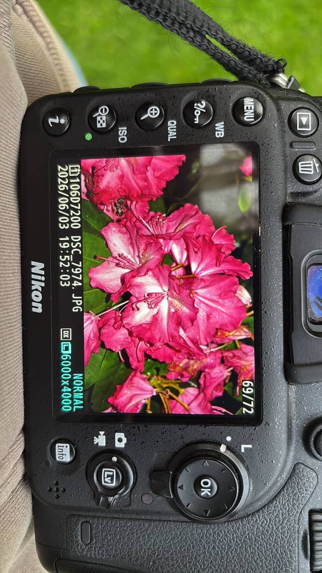 Szczecin Garden Blooms - Image 1
