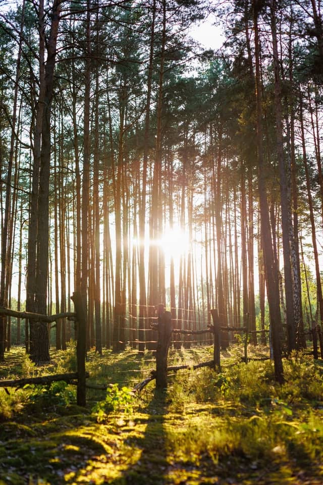 Ludwików Pine Forest - Image 1