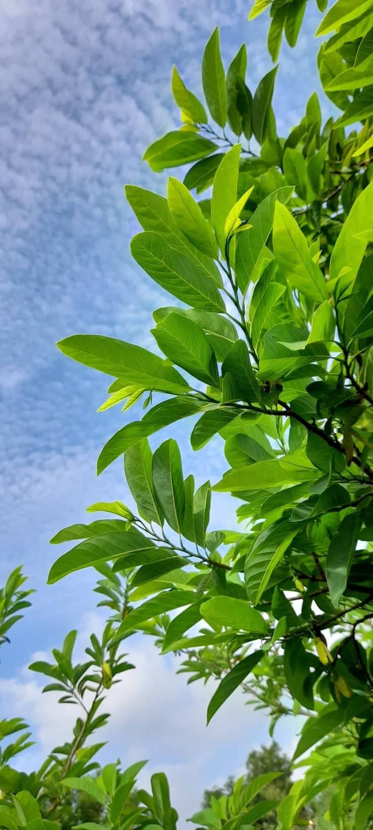 Anandapuram Roadside Foliage - Image 1