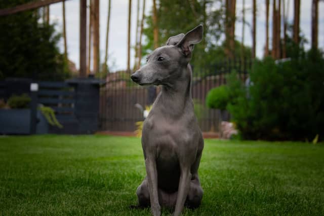 Garden Pet Portrait Spot - Image 1
