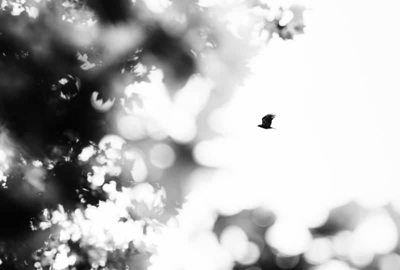 Vestal Nature Trails - Image 1