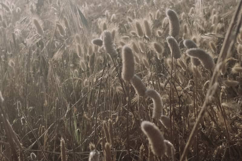 Lido Presepe Coastal Meadows - Image 1