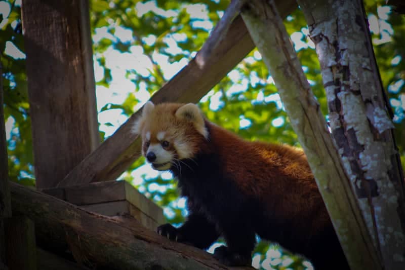 Greater Vancouver Zoo - Image 1