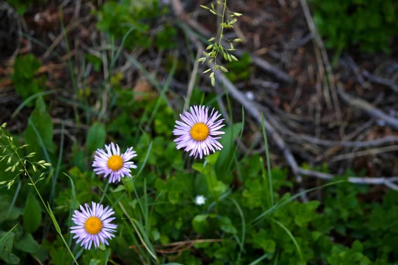 San Isabel National Forest Wildflowers - Image 1
