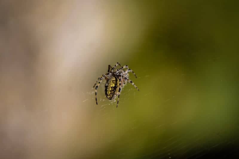 Buena Vista Nature Trails - Image 1