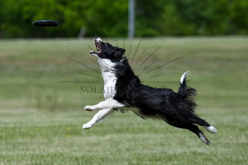 Tanglewood Park - Image 1