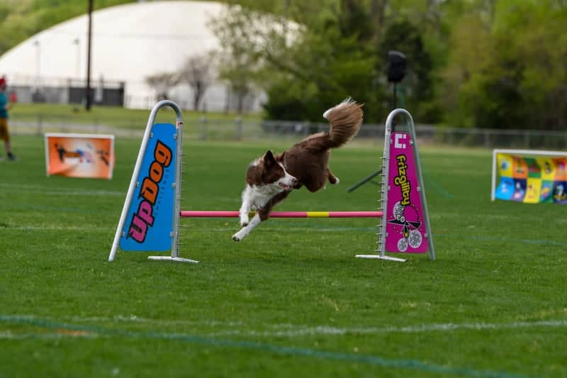 Jack Allen Recreation Complex - Image 1