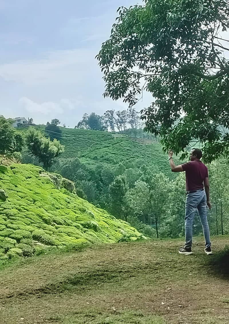 Ooty Tea Plantation Overlook - Image 1