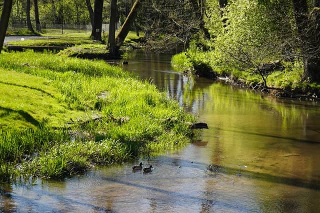 Wieprz River, Zwierzyniec - Image 1