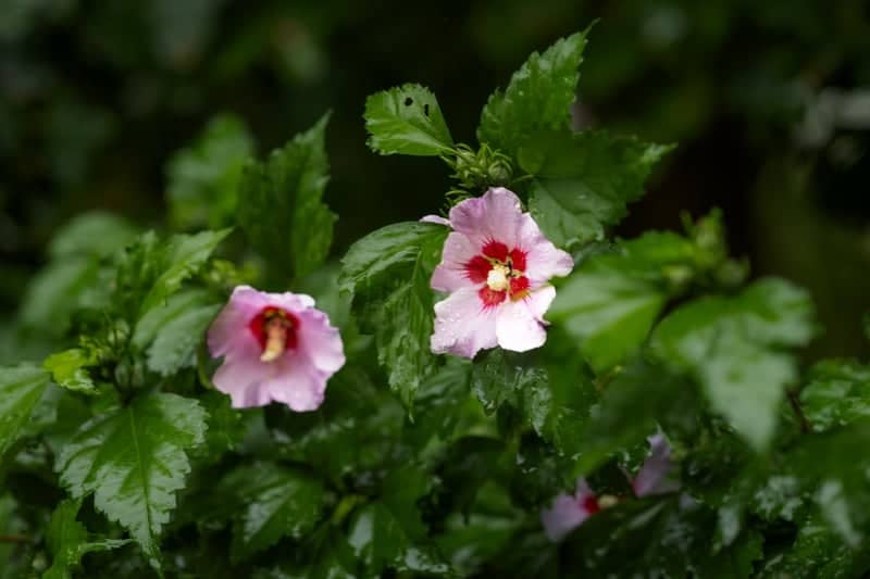 High Point Floral Garden - Image 1