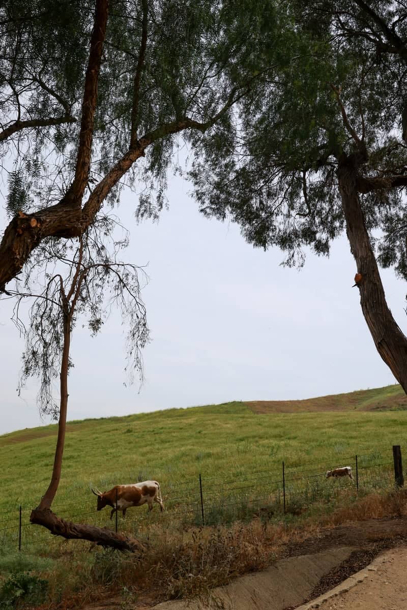 Chino Hills Rolling Pastures - Image 1