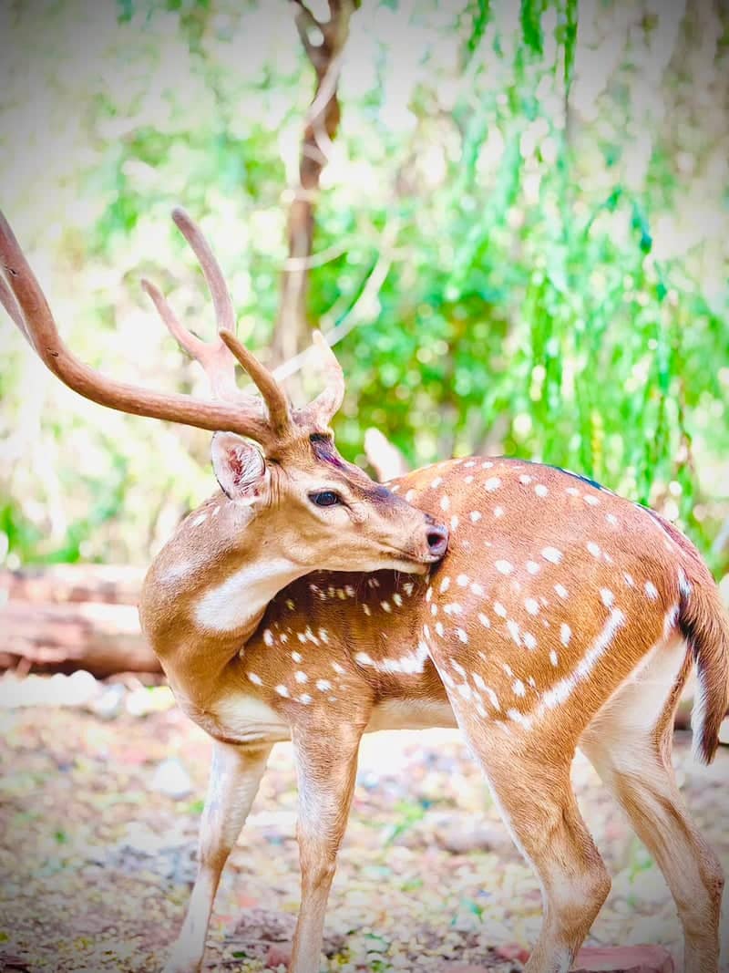 Sri Venkateswara Zoological Park - Image 1