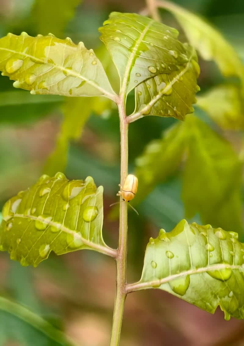 Kovaipudur Nature Macro Spot - Image 1