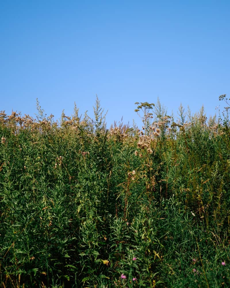 Tsaritsyno Park Wildflower Field - Image 1