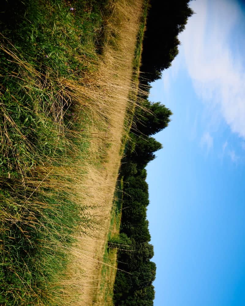 Tsaritsyno Park Wildflower Field - Image 2