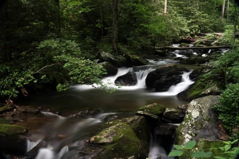 Milton Woodland Stream - Image 1