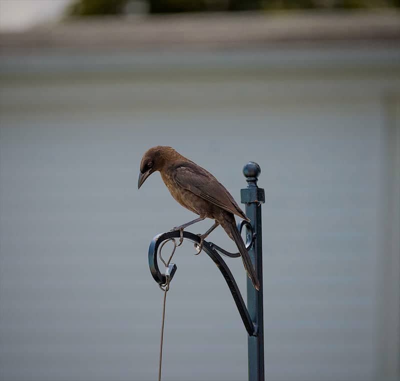 Lynn Shore Birding - Image 3