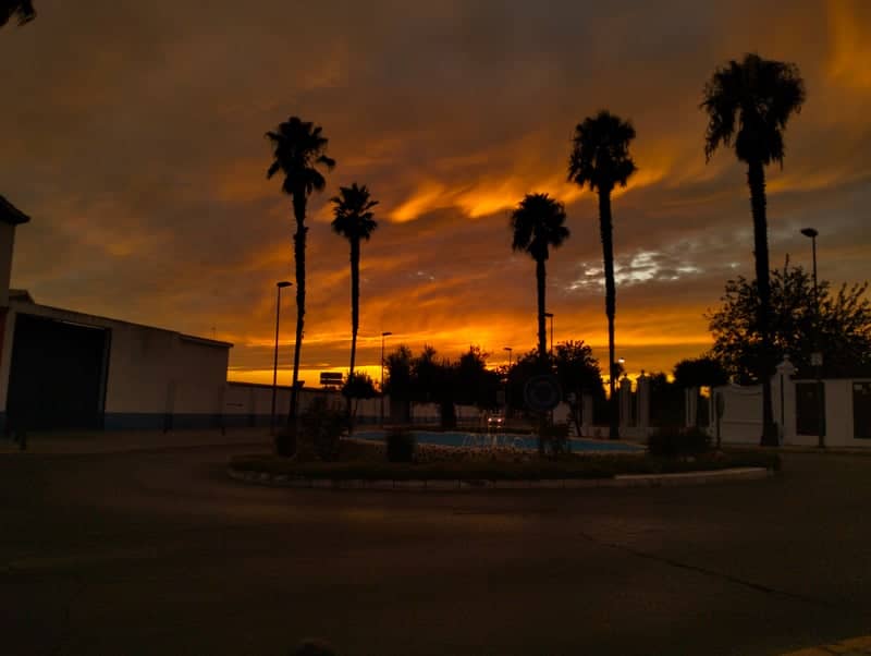 Almonte Palm Tree Sunset - Image 1