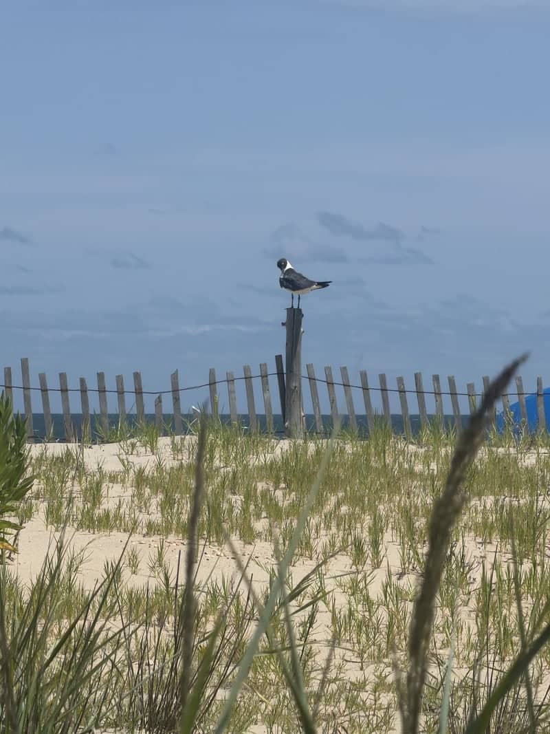 Rehoboth Beach Boardwalk Dunes - Image 1
