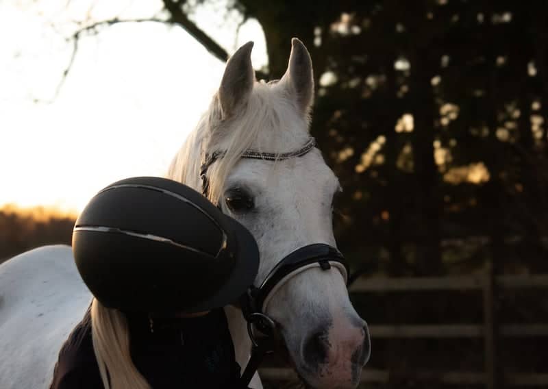 Frederikssund Equestrian Fields - Image 1
