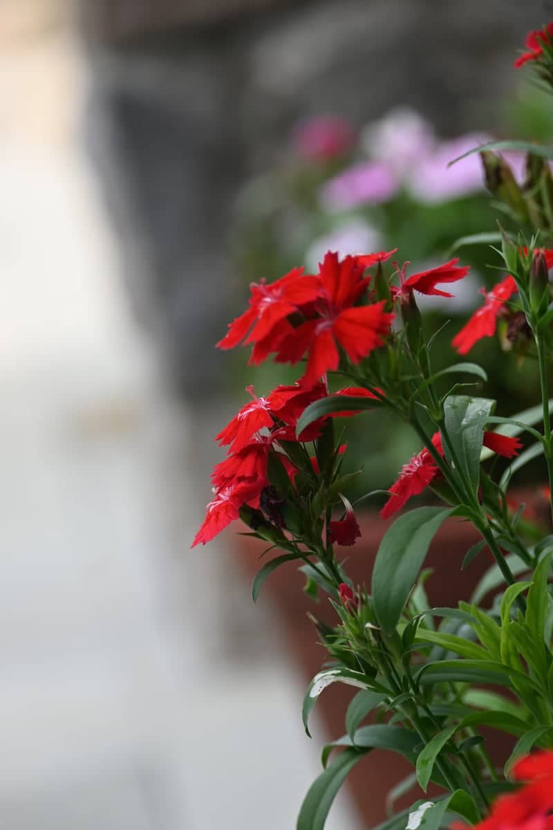 Lower Rawdon Street Garden - Image 1