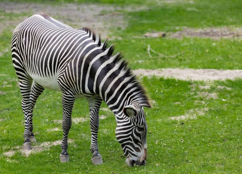 Detroit Zoo - Image 2