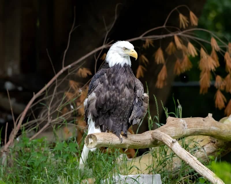 Detroit Zoo - Image 4