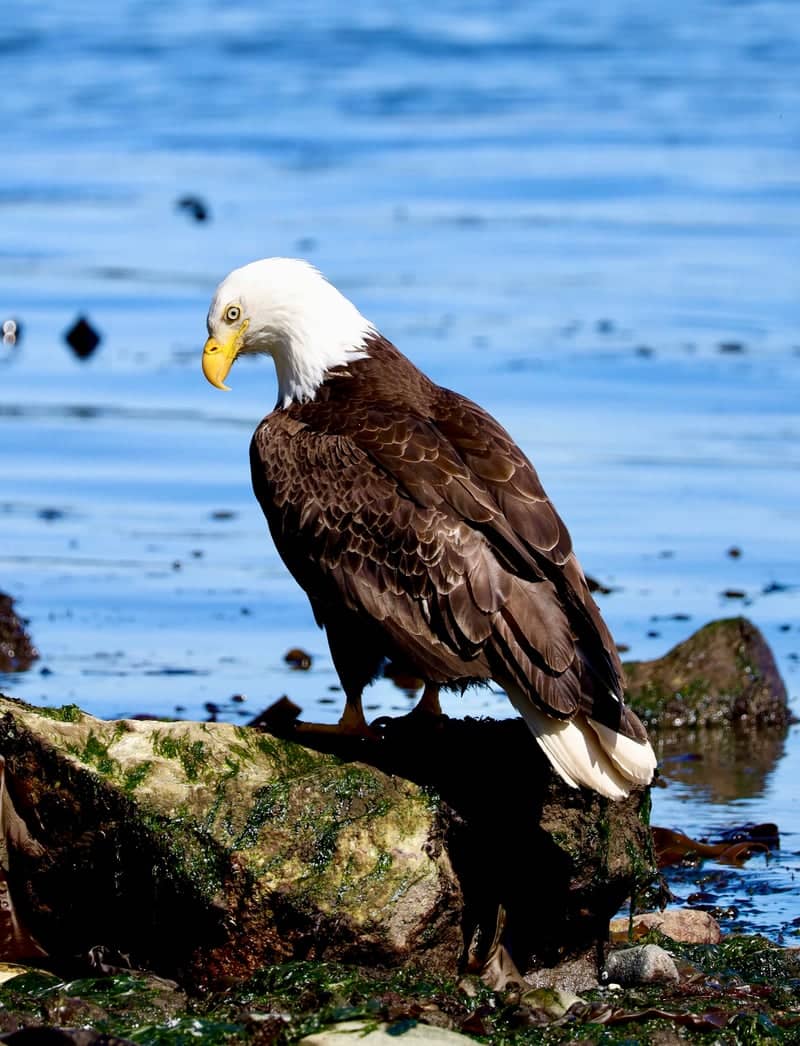 Point Defiance Park Waterfront - Image 1