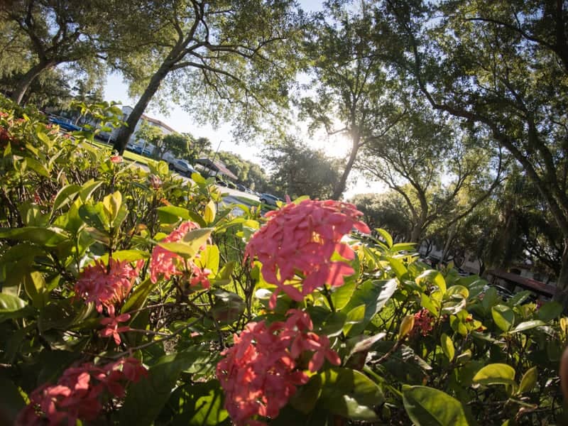 Plantation Residential Gardens - Image 1