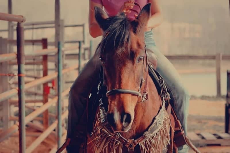 Larsen Lane Equestrian Farm - Image 1