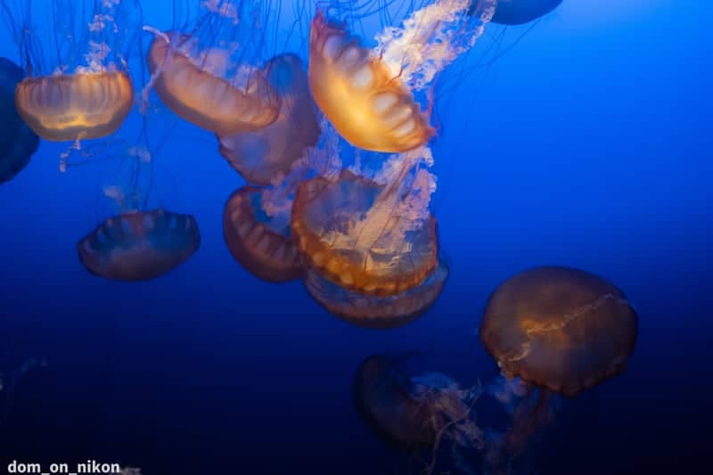 Henry Doorly Zoo and Aquarium - Image 1