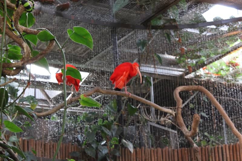 Connecticut's Beardsley Zoo - Image 1
