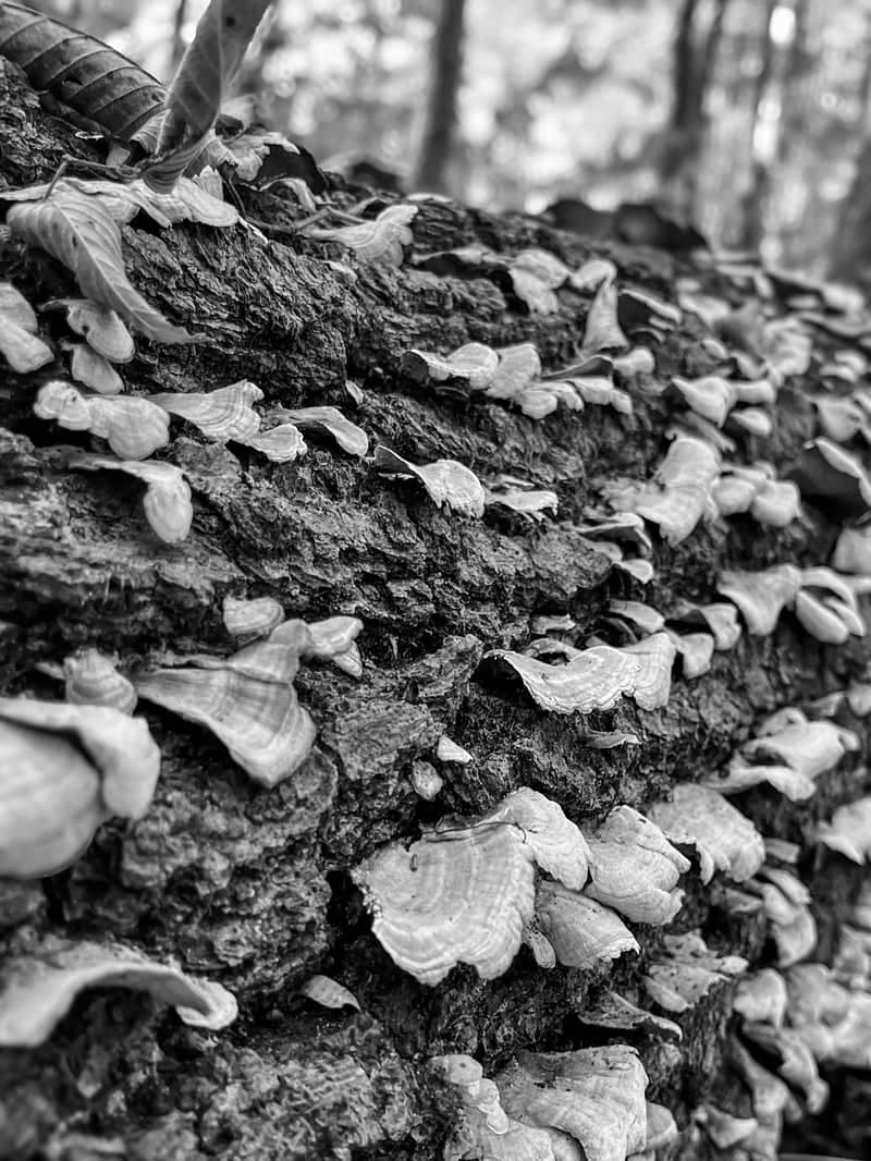 Winona Lake Heritage Trail Woods - Image 1